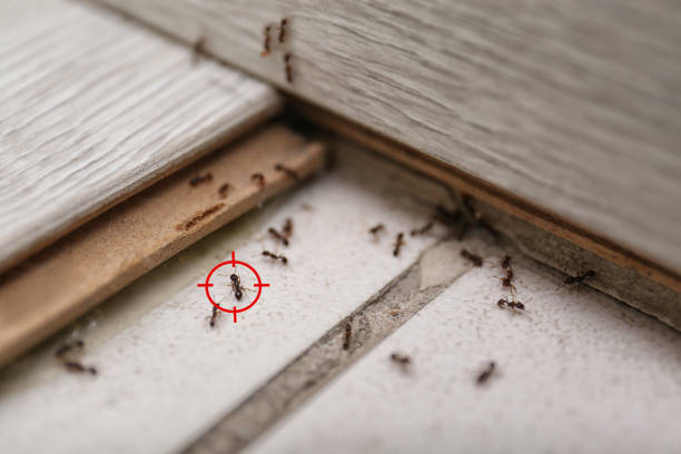 Best Insect Control  in Monument Beach, MA