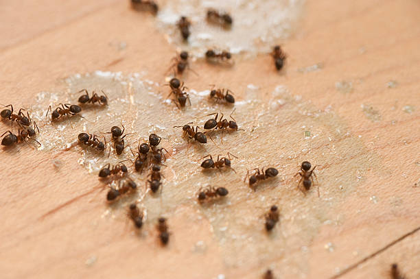 Best Termite Control Services  in Monument Beach, MA