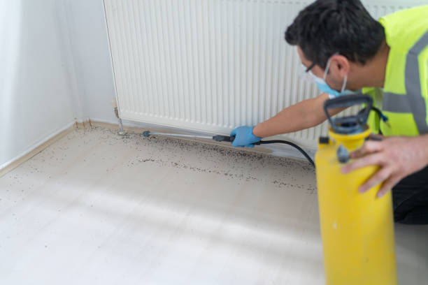 Best Wasp Removal Services  in Monument Beach, MA