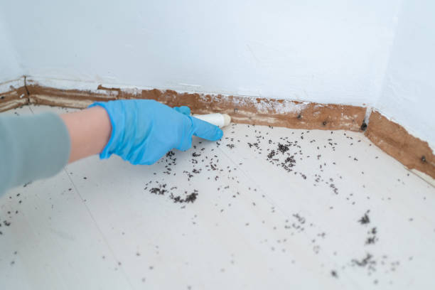 Best Pest Prevention Services  in Monument Beach, MA